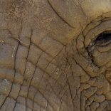 Elephantfile.lusa_