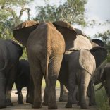 Elephantsfilepic.rm_