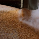 Grain.r.r