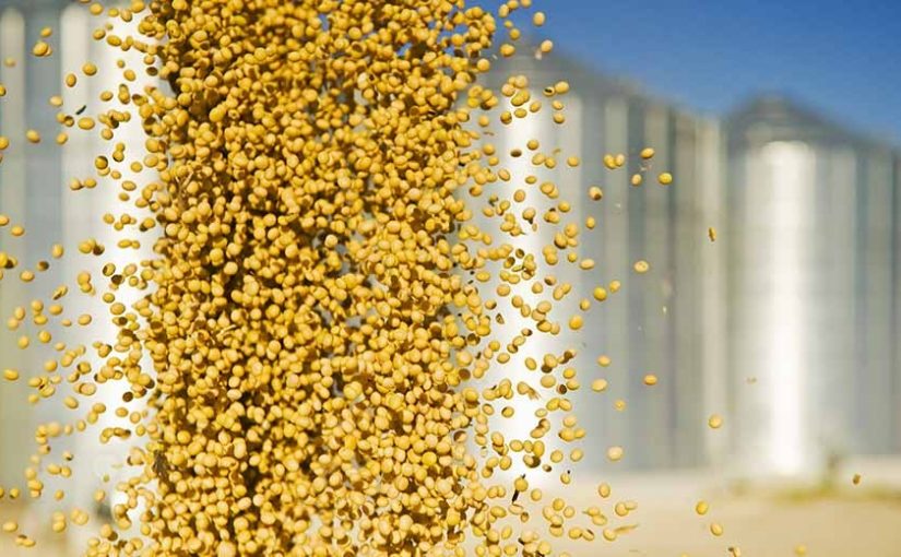 Seedsmz.ik_
