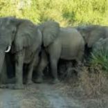 Elephantsr.rm_