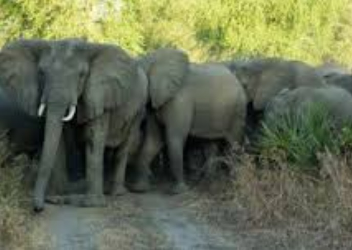 Elephantsr.rm_
