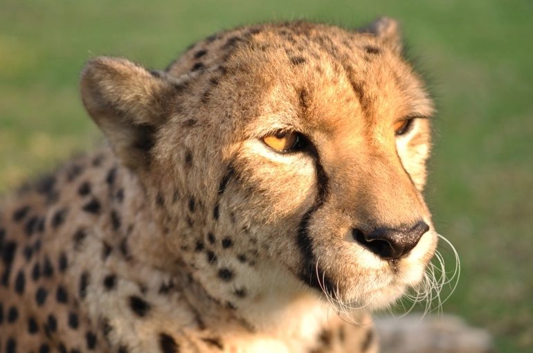 Cheet.g