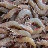 Ikweli.prawn_