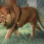 Lionmod.rm_