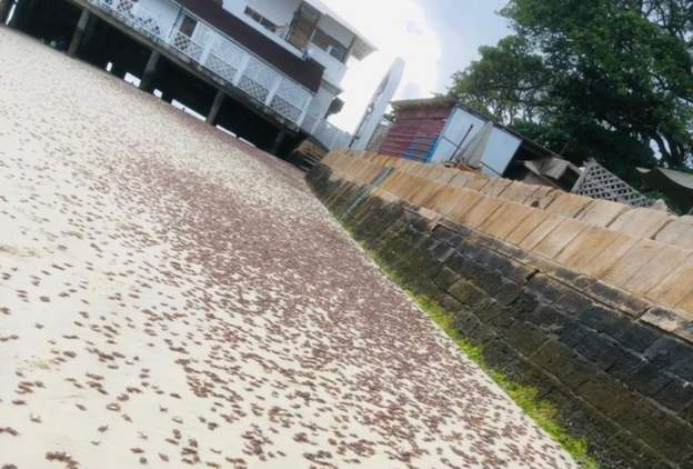 Zanzibarcrabs.zanzibar