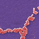 Bacterial.ap_