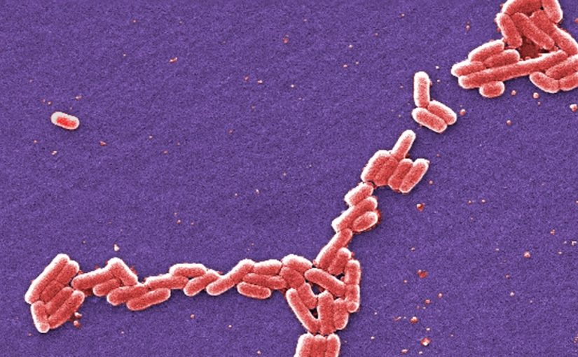 Bacterial.ap_