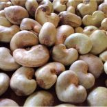 Cashew.not_