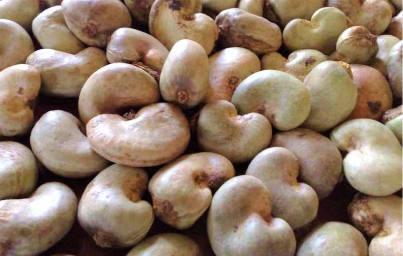 Cashew.not_