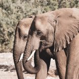 Elephants.ffw_