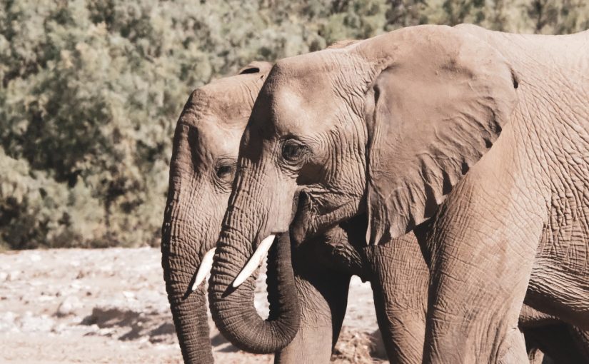 Elephants.ffw_