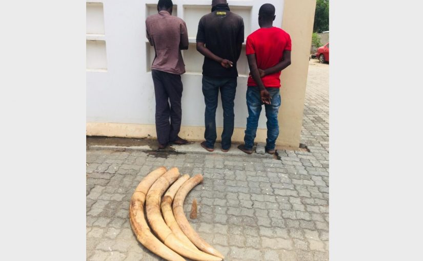 Elephants.not_.tusks_.not_
