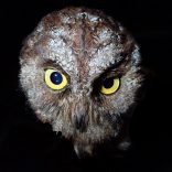 Owl.mm_