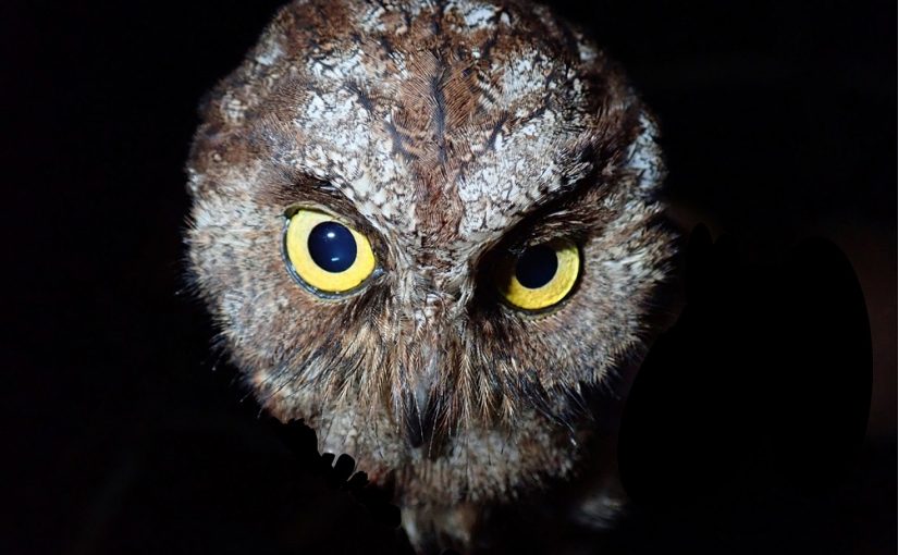 Owl.mm_
