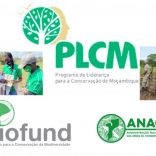 Plcm.plcm_