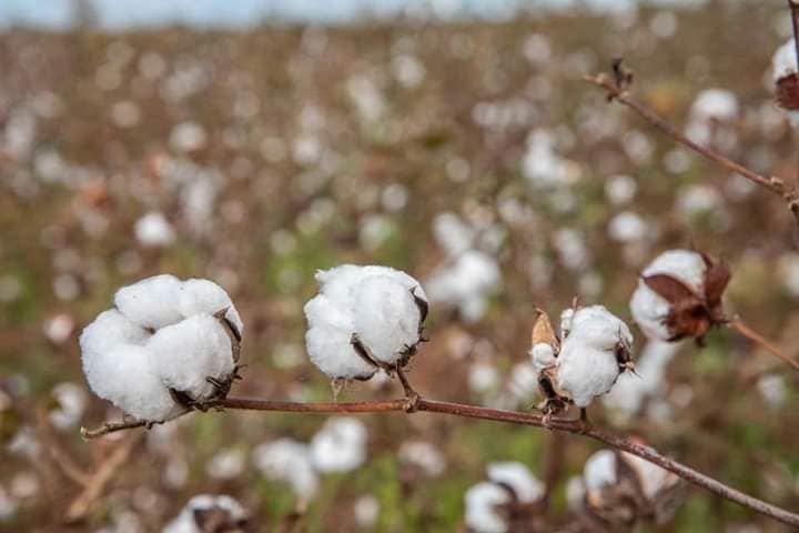 Cotton.mader_