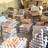 Ikwelii.eggs_.ik_-1