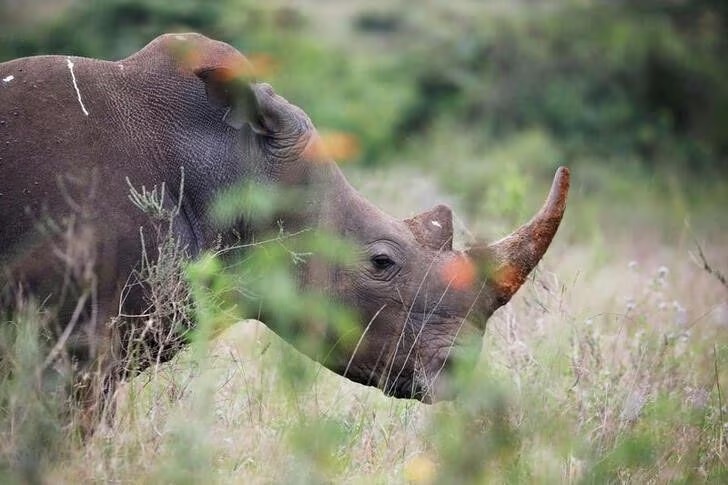 Rhinos.namibia.r