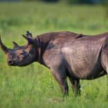 Rhinosr.ap_