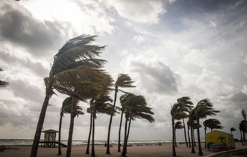 Hurricane-palm-trees