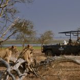 Gorongosa.gnp_