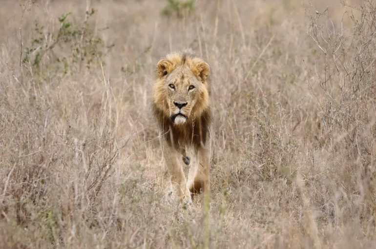Lionken.r