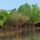 Mangrove.fenagri
