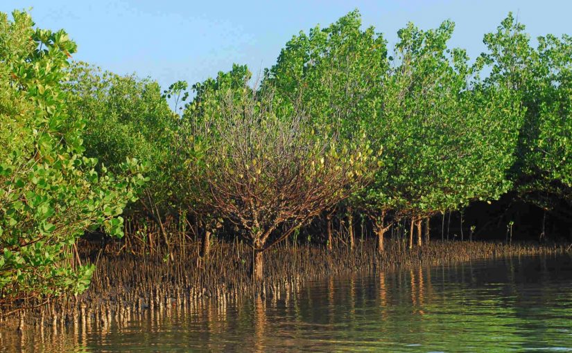 Mangrove.fenagri