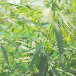 Cannabisf-rm