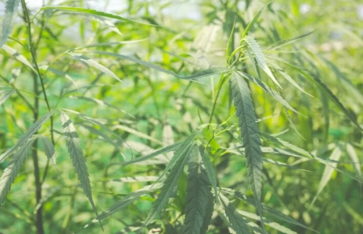 Cannabisf-rm
