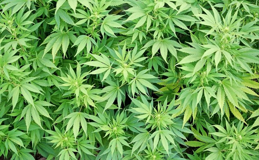 Cannabiss.rm_
