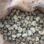 Cashew.fenagri
