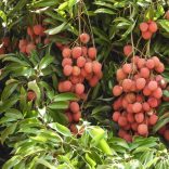 Fruit.fb_