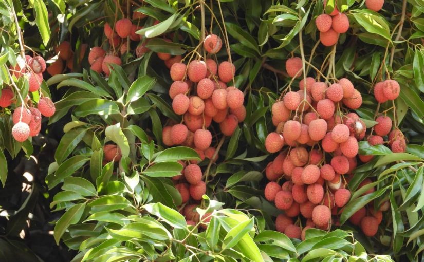 Fruit.fb_