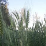 Wheat.file_.fb_.fb_
