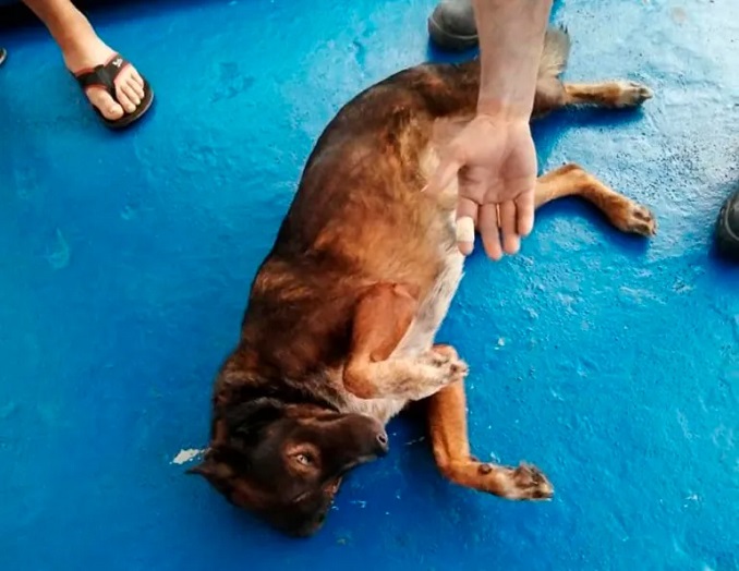 Dogadr.tt_