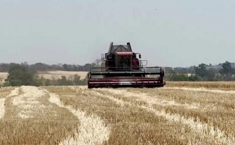 Wheatzim.afn_