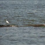 Lakevictoria.afp_