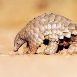 Pangolin.aim_
