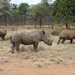 Rhinossa.r
