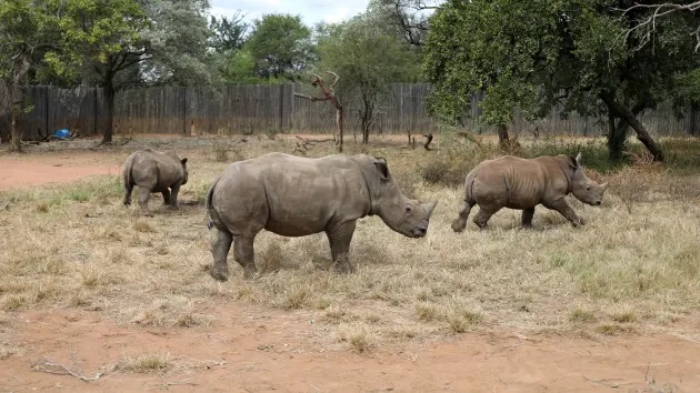 Rhinossa.r