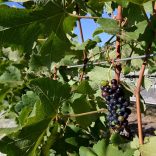 Wineb.afp_