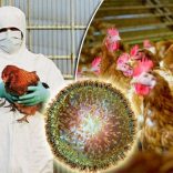 Birdflu.sabc_