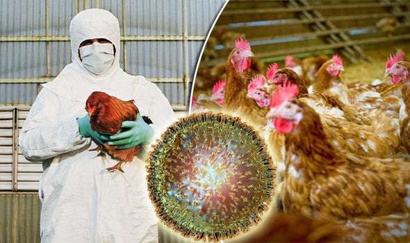 Birdflu.sabc_