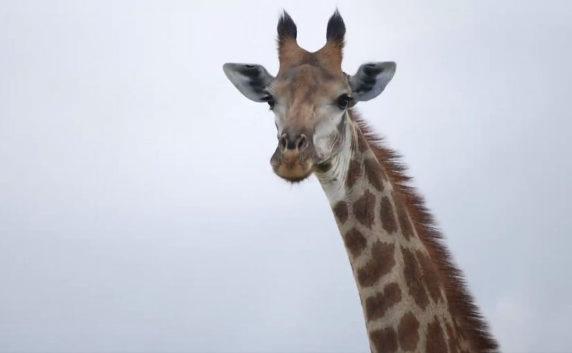 Giraffe.fb_