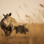 Whiterhinos.afp_