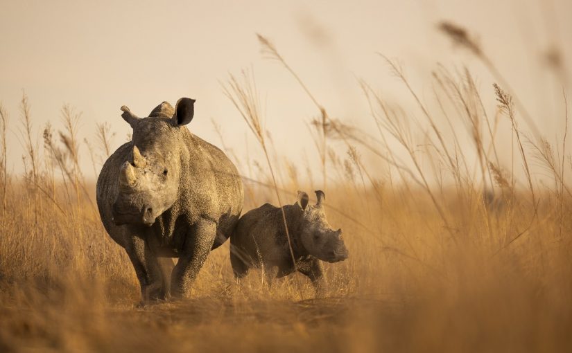 Whiterhinos.afp_