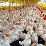FRANGO1-1
