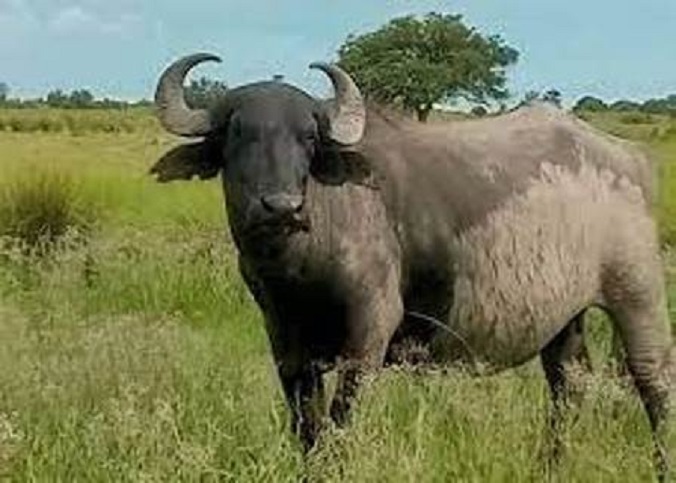 Buffalofile.rm_